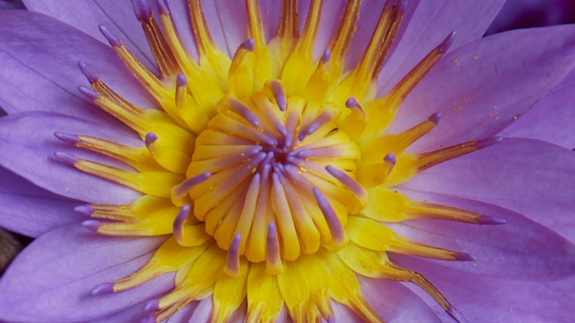 Why Blue Lotus Is Having a Quiet Comeback (And How to Try It)