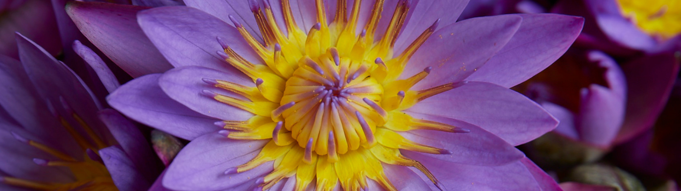 Why Blue Lotus Is Having a Quiet Comeback (And How to Try It)